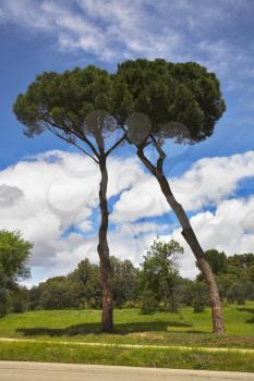 Royalty Free Photo of Trees in a Park in Madrid
