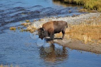 Royalty Free Photo of a Bison at a Watering Hole in Yellowstone National Park
