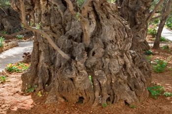 Royalty Free Photo of an Ancient Tree in Gethsemane Garden in Jerusalem