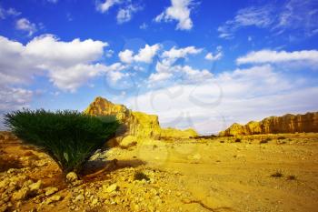 Royalty Free Photo of a Tree in the Stone Desert