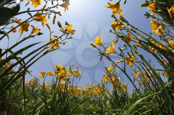 Royalty Free Photo of a Garden of Lilies