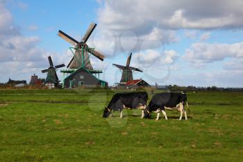 Royalty Free Photo of Cows in Front of Windmills in Holland