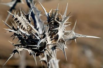 Royalty Free Photo of a Thorny Dry Thistle