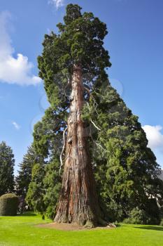 Magnificent huge tree in palace park of the Spanish kings