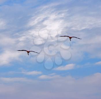 
Flying flamingos in Kamarg preserve on Mediterranean Sea coast
