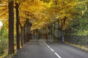 Highway, passing between autumn trees with yellow leaves
