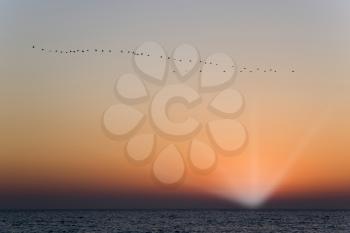  A sunset above Mediterranean sea and flight of birds of passage