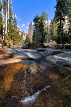 
Shallow brook in a valley' surrounded by giant spruces 
