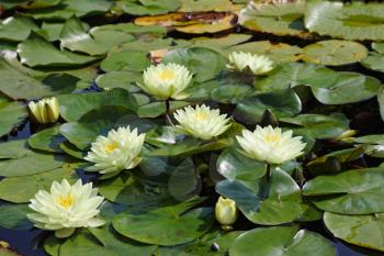 Large pond in the park, overgrown with white water lilies