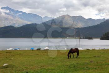 Sleek thoroughbred bay horse grazing near the moored yachts
