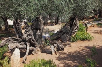 The great city of Jerusalem. Garden of Gethsemane.Thousand-year olive trees