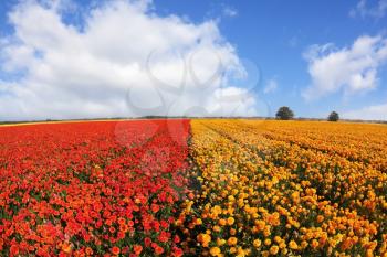Huge field blossoming red and yellow buttercups and the spring sky with cumulus clouds