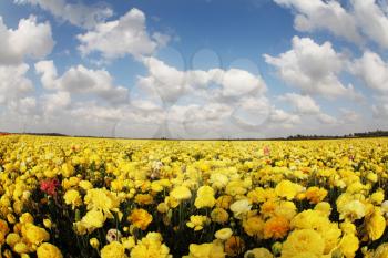 Wonderful field of yellow garden ranunculus and spring bright sky