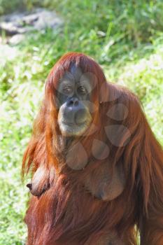A female orangutan stood thoughtfully looking at the audience