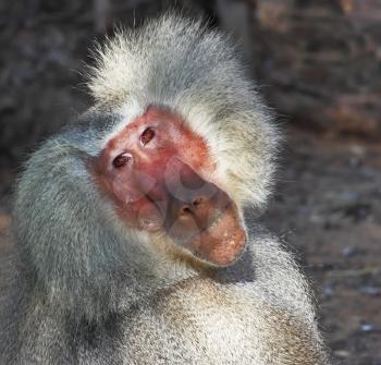 Huge modern safari- zoo in Tel Aviv. The silvery baboon thoughtfully poses for spectators