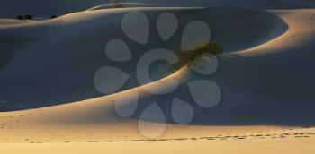 Fine smooth contours of sand dunes at sunrise. California, Death Valley
