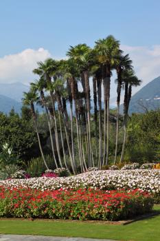 Magnificent tranquil landscape. Park Villa Taranto, bright red, yellow and white flowers and palms