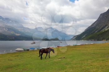 Sleek thoroughbred bay horse grazing near the moored yachts
