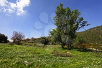 Slope of mountain Meron turning green by a spring grass