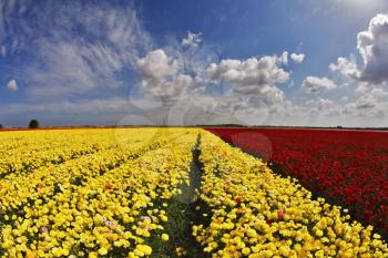 Bright multi-coloured field flowers buttercups