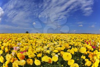Magnificent spring day in fields flowers buttercups