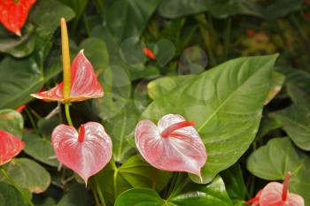 Bright red tropical flowers on a background of large green leaves