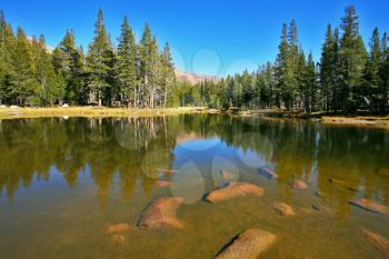 The beautiful lake surrounded by fur-trees, in national park Josemite on road on Tioga pass