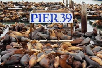 The well-known Pier 39 in San Francisco with sea lions. Animals are heated on wooden platforms