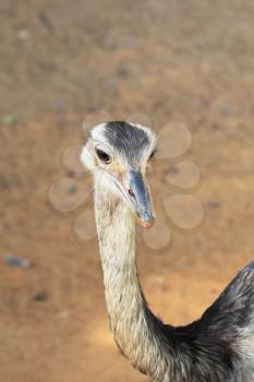 Magnificent animals in the Israeli zoo Safari. An attentive sight of an ostrich
