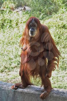 A female orangutan standing stares at the audience