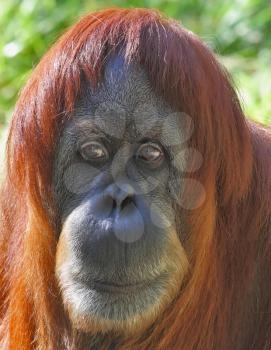 Portrait of an orangutan up close. Red hair gleaming in the sun