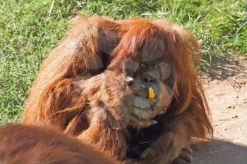 Huge hairy orangutan eats yellow peppers. Red hair gleaming in the sun