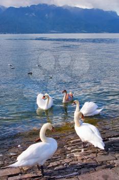 Swans on coast of lake Leman in Switzerland