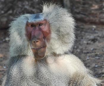Huge modern safari - zoo in Tel Aviv. The silvery baboon smiles to spectators