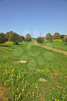 Spring in southern areas of Israel. The rural footpath crosses a green meadow