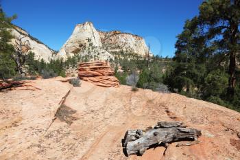 Picturesque striped hills from sandstone and low pines in National park Zion in the USA

