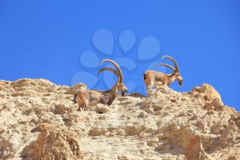 A herd of wild goats, with huge horns grazing in the mountains