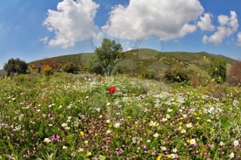 Blossoming spring meadow with bright field flower. Coast of Mediterranean sea