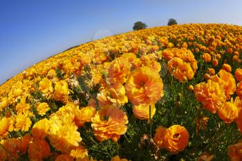 Bright spring flower fields. Orange buttercups