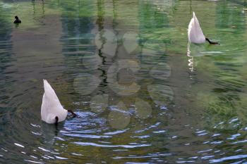 
Two swans, diving in a town canal 
