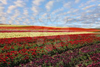 Charming carpet of flowers. Field of red and yellow blooming buttercups, illuminated by the spring sun
