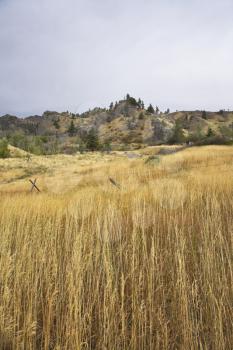  A yellow dry grass on low hills