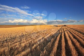 The harvest in the fields of Montana. Clear skies after the storm