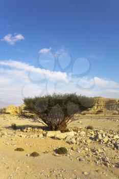  Desert and a tree, beauty blossoming in among stones 
