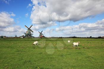 Charming Dutch pastoral. White lambs are peacefully grazed on a juicy grass against windmills.