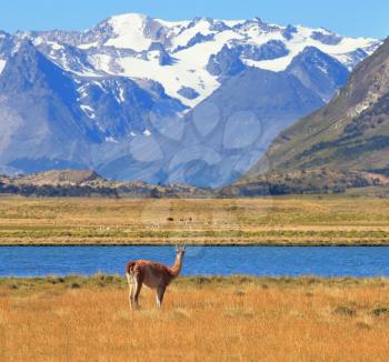Argentine Patagonia. Yellow field, blue lake and snow-capped mountains. On the banks of guanaco grazing