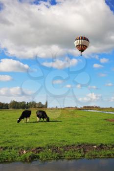 Scenic green meadows, crossed the blue channels. Fat cows resting and grazing in the meadows. In cloudy sky flying multicolored balloon