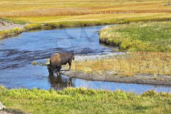 The bison drinks water in well-known Yellowstone national park