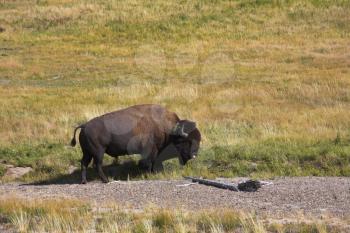 The huge bison-male is grazed in the well-known Yellowstone  national park