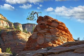 The famous round rock of red sandstone and with a little jerky tree.Zion
 National Park, sunset